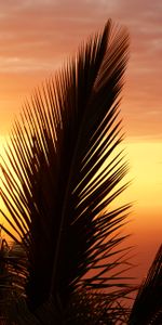 Branches,Sky,Branche,Nature,Paume,Coucher De Soleil