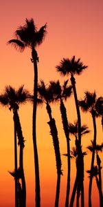 Nature,Sky,Palms,Coucher De Soleil,Tropiques,Rose