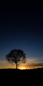 Nature,Sunset,Sky,Silhouette,Wood,Tree,Branches