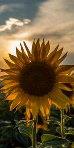 Nature,Sunset,Sky,Summer,Field,Sunflower