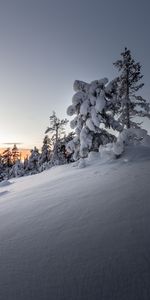 Snowbound,Couvert De Neige,Les Dérives,Dérives,Nature,Arbres,Neige,Hiver,Coucher De Soleil