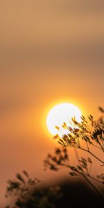 Nature,Sunset,Sun,Blur,Smooth,Branch