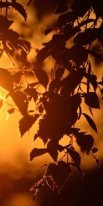 Nature,Sunset,Sun,Branches,Disk,Birch,Leaves