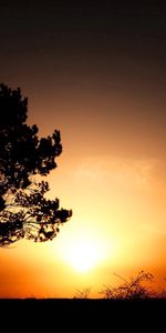 Nature,Sunset,Sun,Bush,Horizon,Wood,Tree,Evening