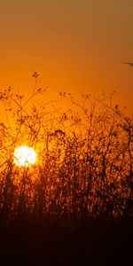 Nature,Sunset,Sun,Bush,Silhouette,Beams,Rays