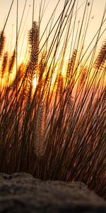 Nature,Sunset,Sun,Ears,Spikes,Sand