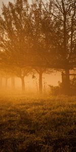 Puesta Del Sol,Sol,Naturaleza,Jardín