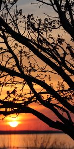 Branches,Horizon,Sun,Nature,Coucher De Soleil