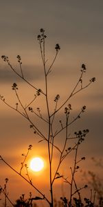 Naturaleza,Sol,Silueta,Sucursales,Ramas,Puesta Del Sol