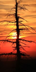 Nature,Sunset,Sun,Wood,Tree,Spruce,Fir