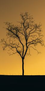 Nature,Bois,Arbre,Crépuscule,Seule,Solitaire,Coucher De Soleil,Sombre