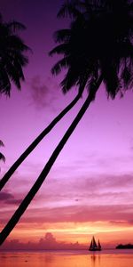 Nature,Sunset,Violet,Landscape