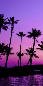 Nature,Sunset,Violet,Silhouette,Palms,Purple