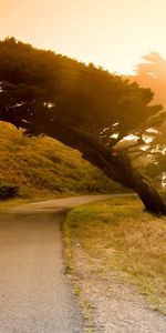 Nature,Sunset,Wood,Road,Tree,Asphalt,Slope,Incline