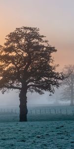 Naturaleza,Puesta Del Sol,Madera,Árbol,Niebla