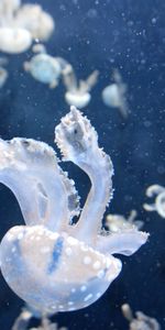 Les Tentacules,Nature,Jellyfish,Tentacules,Nager,Monde Sous Marin