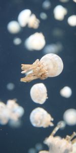 Les Tentacules,Nature,Jellyfish,Tentacules,Monde Sous Marin