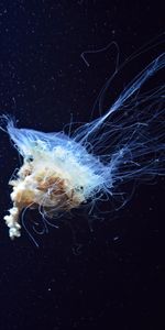 Nature,Tentacles,Jellyfish,Underwater World