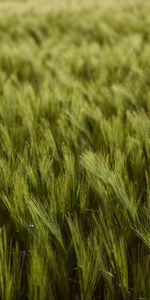 Nature,Thick,Ears,Spikes,Field,Wheat,Harvest