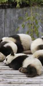 Rêve,Multitude,Nature,Se Coucher,Mensonge,Beaucoup De,Dormir,Animaux,Pandas