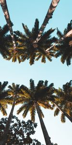 Nature,Top,Crown,Tropical,Crowns,Trees,Palms,Tops