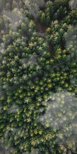 Nature,Top,Forest,Path,Trail,Aerial View,Trees,Clouds,Tops