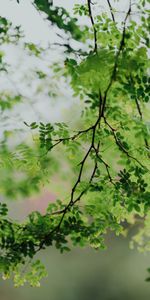 Nature,Tree,Branches,Acacia,Wood,Leaves