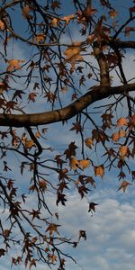 Nature,Bois,Arbre,Sec,Feuilles,Branches,Automne