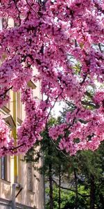 Nature,Tree,Branches,Flowers,Wood