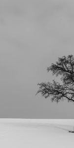 Nature,Tree,Bw,Lonely,Wood,Chb,Minimalism,Alone