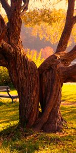 Nature,Tree,Halves,Wood,Plexus,Bench