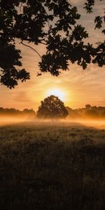 Nature,Tree,Lawn,Landscape,Sunset,Wood,Fog