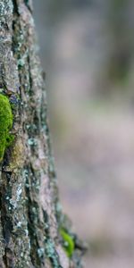 Nature,Tree,Moss,Bark,Wood