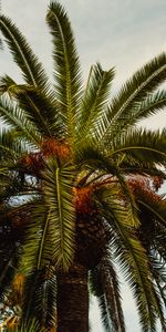 Nature,Tree,Palm,Wood,Tropics,Foliage