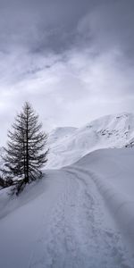 Nature,Tree,Path,Winter,Wood,Mountains,Snow