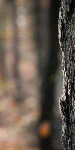 Nature,Tree,Relief,Bark,Wood,Wooden,Texture