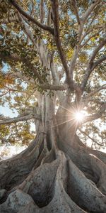 Nature,Tree,Roots,Sunlight,Giant,Wood