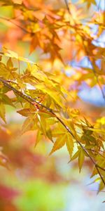 Nature,Tree,Wood,Branch,Autumn,Leaves
