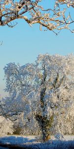 Nature,Trees,Asphalt,Frost,Hoarfrost,I See,Road,Clear