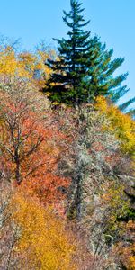 Nature,Trees,Autumn