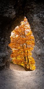 Naturaleza,Árboles,Otoño,Cueva