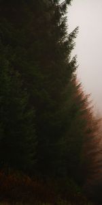 Nature,Trees,Autumn,Coniferous,Fog,Forest