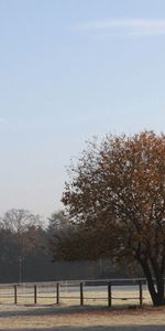 Nature,Trees,Autumn,Field,Fence,Frost,Hoarfrost,Cool,October,Coolness,Morning