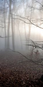 Árboles,Otoño,Niebla,Hungría,Naturaleza