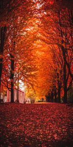 Árboles,Parque,Naturaleza,Follaje,Otoño,El Parque