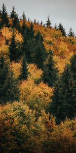 Nature,Trees,Autumn,Forest