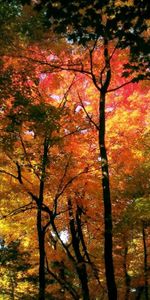 Nature,Trees,Autumn,Forest,Crown,Colors,Color,Crowns