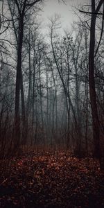 Nature,Trees,Autumn,Forest,Fog