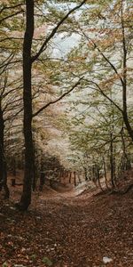 Forêt,Nature,Arbres,Automne,Paysage