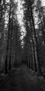 Nature,Trees,Autumn,Forest,Path,Bw,Chb,Gloomy